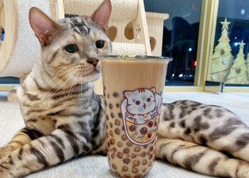 最萌貓店長在這間林口手搖飲 珍珠奶茶遇上貓咪 碰撞出甜蜜幸福滋味