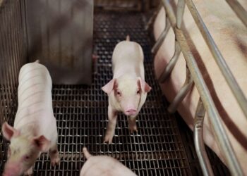 臺灣生鮮豬肉獲准輸入新加坡-重返日本市場是下階段目標