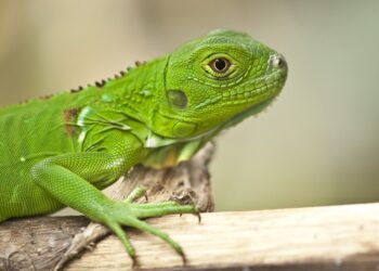 移除綠鬣蜥行動中央地方達共識-民眾受訓後補抓成蜥每隻250元