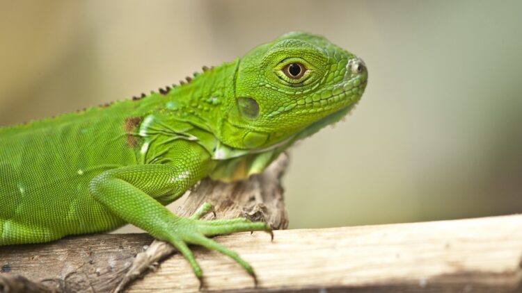 移除綠鬣蜥行動中央地方達共識-民眾受訓後補抓成蜥每隻250元