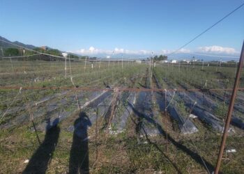 113年康芮颱風農損-旗山小番茄救助即日起受理