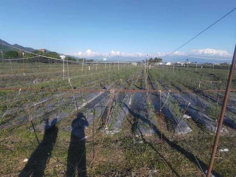 113年康芮颱風農損-旗山小番茄救助即日起受理