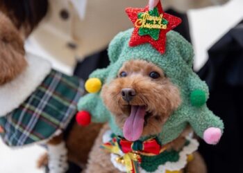 溫馨12月-號召萌寵創意聖誕裝扮到大立