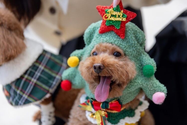 溫馨12月 號召萌寵創意聖誕裝扮到大立 溫馨12月-號召萌寵創意聖誕裝扮到大立