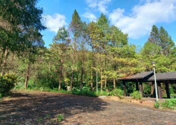 跨年另類玩法再加一-南港落羽松美景尬上貓空品茶迎倒數