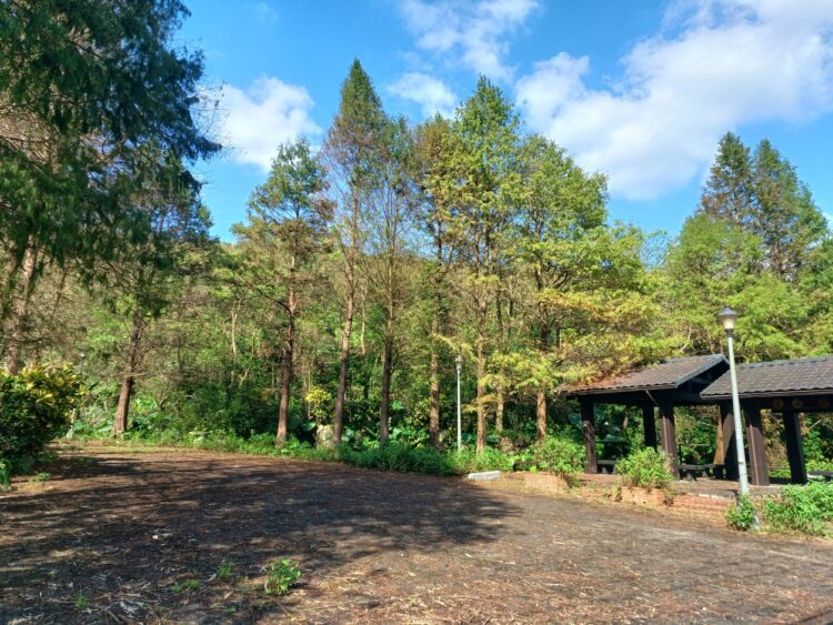 跨年另類玩法再加一-南港落羽松美景尬上貓空品茶迎倒數