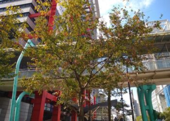 繁華中的綠意-信義商圈櫸木林蔭舒心