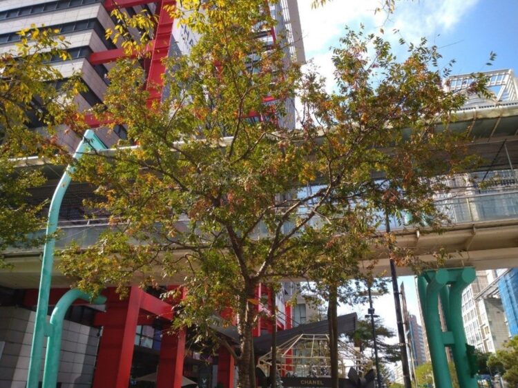 繁華中的綠意-信義商圈櫸木林蔭舒心