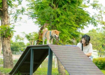 毛小孩也瘋狂-岡山又有寵物公園即將完工！