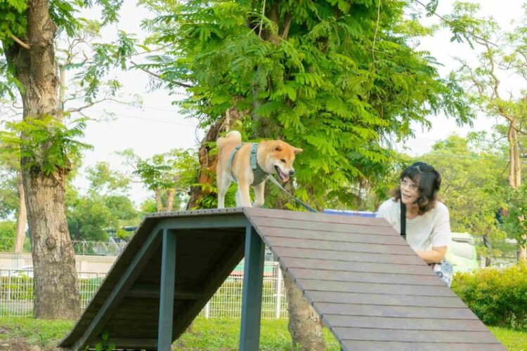 毛小孩也瘋狂 岡山又有寵物公園即將完工! 毛小孩也瘋狂-岡山又有寵物公園即將完工!