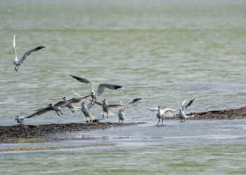 98府城台江線114年1月1日起每日開行-串聯市區及安平台江熱門景點-旅行台南更方便