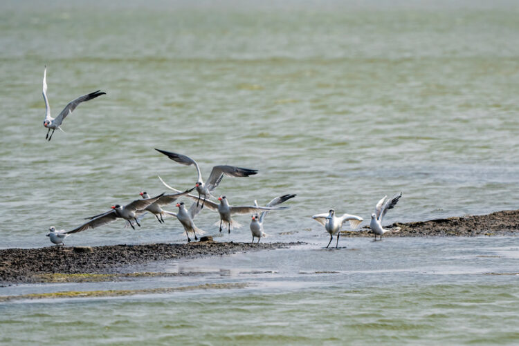 98府城台江線114年1月1日起每日開行 串聯市區及安平台江熱門景點 旅行台南更方便 98府城台江線114年1月1日起每日開行-串聯市區及安平台江熱門景點-旅行台南更方便