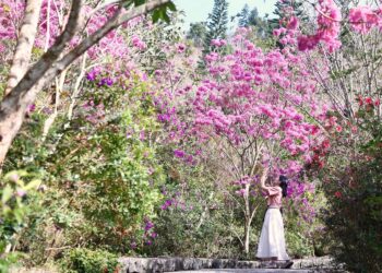 梅嶺花開正當時！臺南秘境景點曝光，快來感受「溫美梅」三重享受！