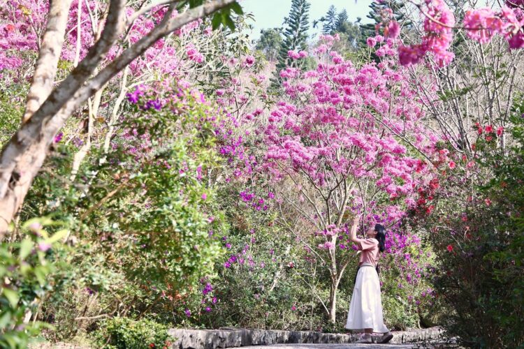 梅嶺花開正當時!臺南秘境景點曝光,快來感受「溫美梅」三重享受! 梅嶺花開正當時!臺南秘境景點曝光,快來感受「溫美梅」三重享受!