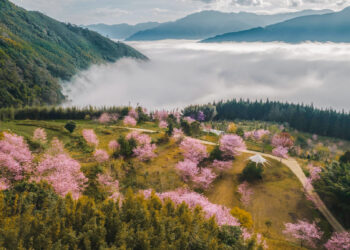泰雅族櫻花季浪漫、文化饗宴 《蟬說系列》打造春日深度露營體驗