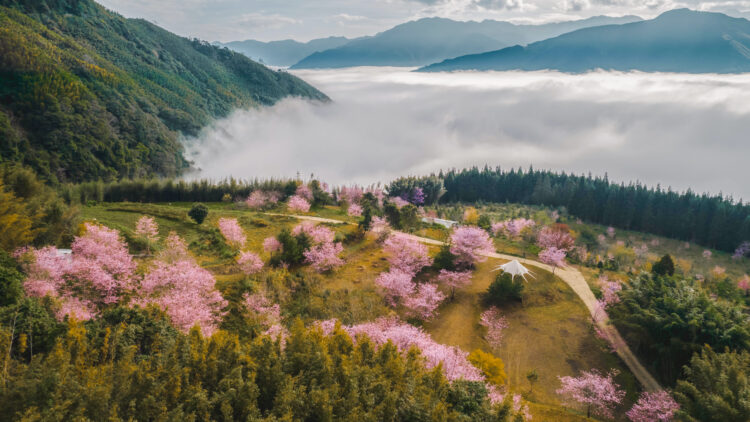泰雅族櫻花季浪漫、文化饗宴 《蟬說系列》打造春日深度露營體驗 泰雅族櫻花季浪漫、文化饗宴 《蟬說系列》打造春日深度露營體驗