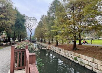 士林官邸落羽松漸轉紅-打卡祕境宛如童話森林