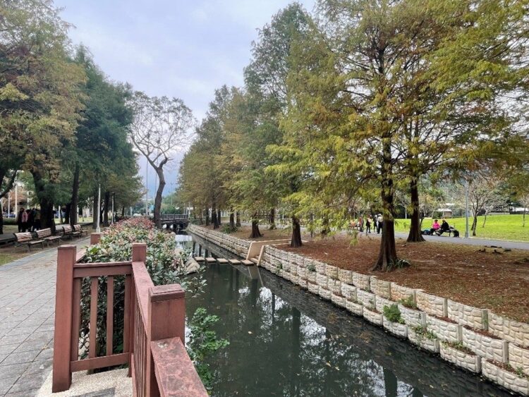 士林官邸落羽松漸轉紅 打卡祕境宛如童話森林 士林官邸落羽松漸轉紅-打卡祕境宛如童話森林