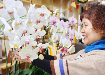 「嘉義大學學生安心就學獎助學金」募款助經濟不利學生成長圓夢-捐百元嘉大送您蝴蝶蘭