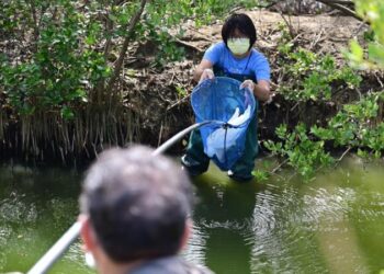 臺南市重要濕地生態保育績效優良，黑面琵鷺數量大幅增加！