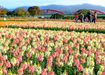 北市河濱花海浪漫絕美-春節來賞花運動擁抱大自然