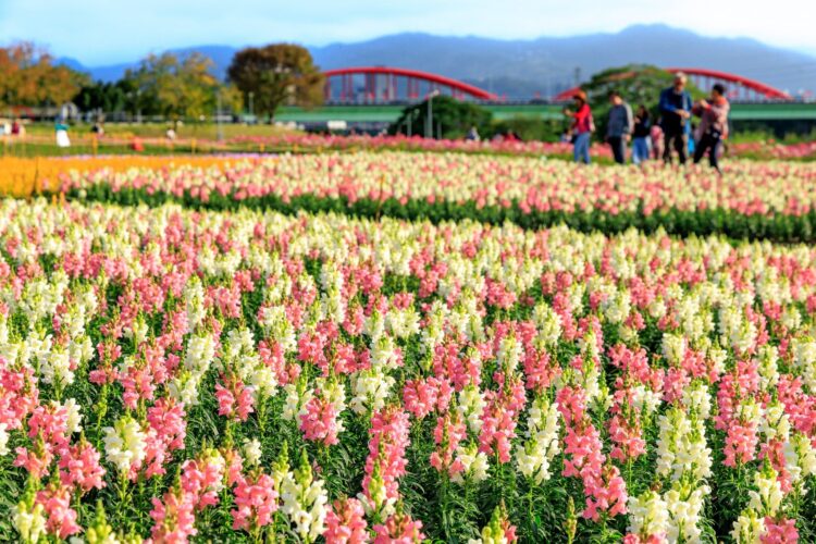 北市河濱花海浪漫絕美 春節來賞花運動擁抱大自然 北市河濱花海浪漫絕美-春節來賞花運動擁抱大自然
