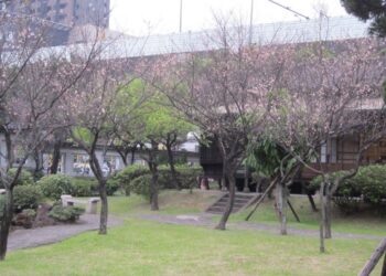 逸仙公園梅花盛開-帶杯熱飲來高雅賞花