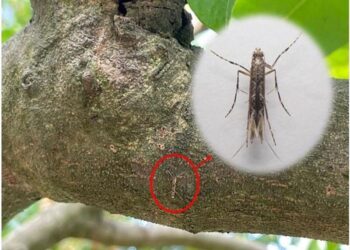 高雄農友要注意-荔枝「蒂頭蟲」變多了-請加強枝條下方、枯枝及落葉處用藥!!