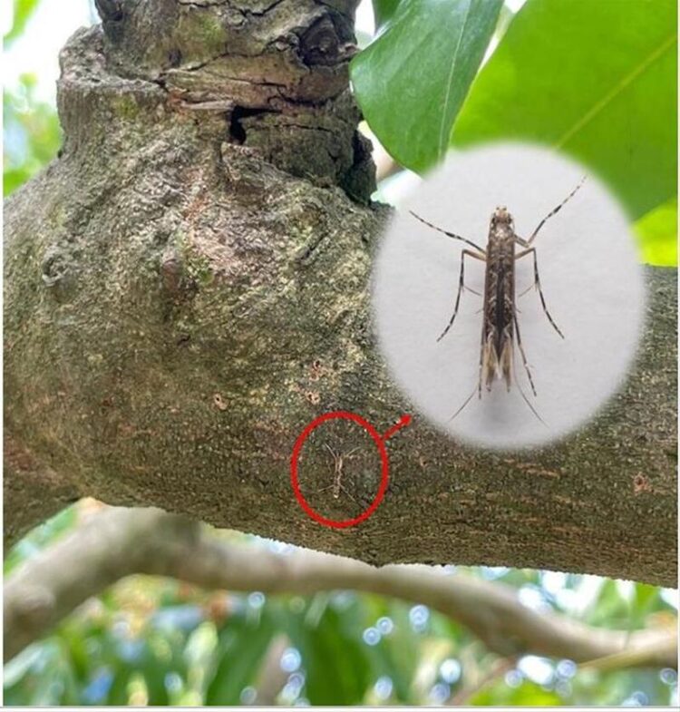 高雄農友要注意-荔枝「蒂頭蟲」變多了-請加強枝條下方、枯枝及落葉處用藥!!