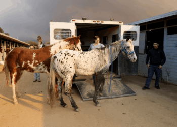 洛杉磯大火後的人道救援：庇護所中的故事