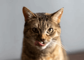 貓咪的食物過敏大解析-飼主需注意的「五種」常見致敏源