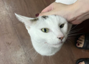 養貓清潔好幫手如何挑選？養寵物也可以打造與毛小孩共處的舒適居家空間