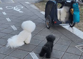 養寵物的女人如何保養肌膚？