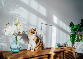 過年求得好預兆！4個居家佈置技巧-輕鬆招好運