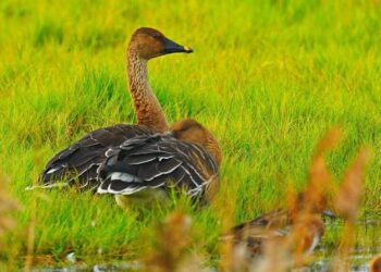 全球極危候鳥「青頭潛鴨」-現蹤茄萣濕地來拜年！