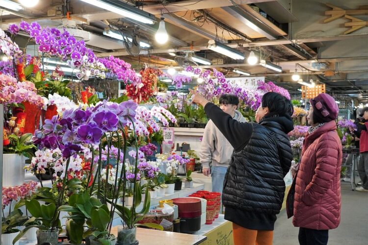 春暖花開迎蛇年！板橋花市「延長營業時間」-除夕也買得到