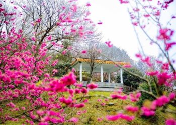 公主駕到！陽明山花季與迪士尼共譜春日童話