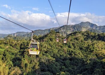 蛇年搭貓纜賞花！魯冰花進入盛花期