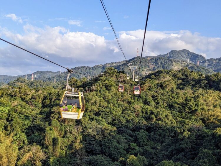 蛇年搭貓纜賞花!魯冰花進入盛花期 蛇年搭貓纜賞花!魯冰花進入盛花期