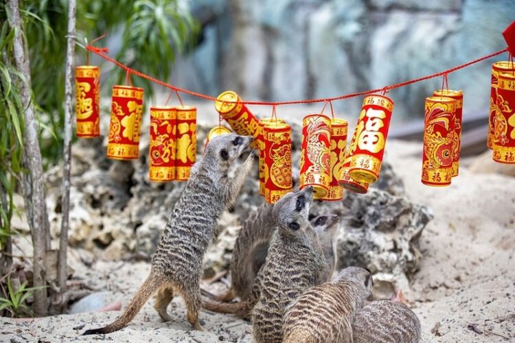 萬獸創意圍爐迎新春 壽山動物園加碼贈好禮 萬獸創意圍爐迎新春-壽山動物園加碼贈好禮