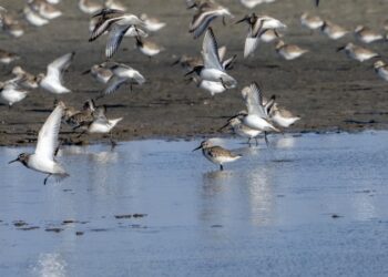 【陳宜民觀點】-廢核，減碳與濕地