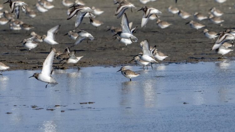 【陳宜民觀點】 廢核,減碳與濕地 【陳宜民觀點】-廢核,減碳與濕地