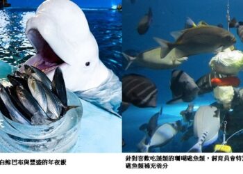 屏東海生館飼育員特別為館內海洋生物準備年夜飯-一起迎接金蛇年