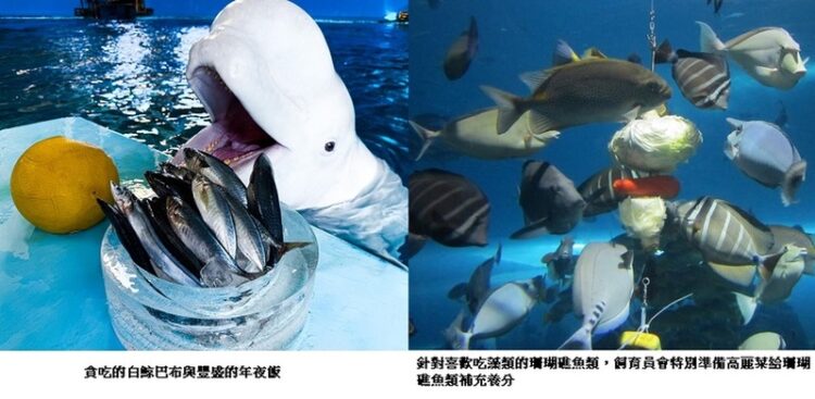屏東海生館飼育員特別為館內海洋生物準備年夜飯-一起迎接金蛇年