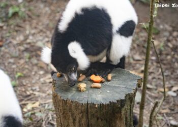 動物園動物春節吃好料-新菜色更有年味