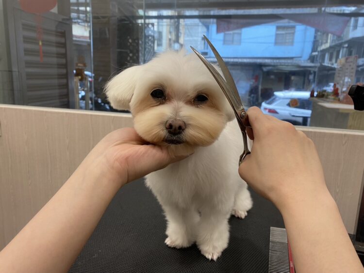 基隆寵物美容推薦 還你蓬鬆柔亮 給毛孩洗個無壓力暢快澡 基隆寵物美容推薦 還你蓬鬆柔亮 給毛孩洗個無壓力暢快澡