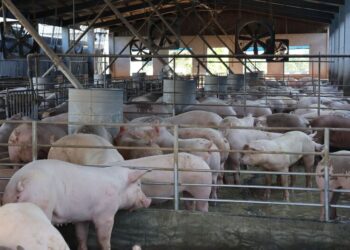 青創補助-領航畜牧-青創獸醫產檢母豬-4頭豬就有1頭「合宇興」守護