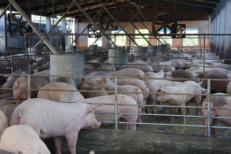 青創補助-領航畜牧-青創獸醫產檢母豬-4頭豬就有1頭「合宇興」守護