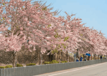 國際蘭展3月在臺南-蘭花、米香、花海在後壁