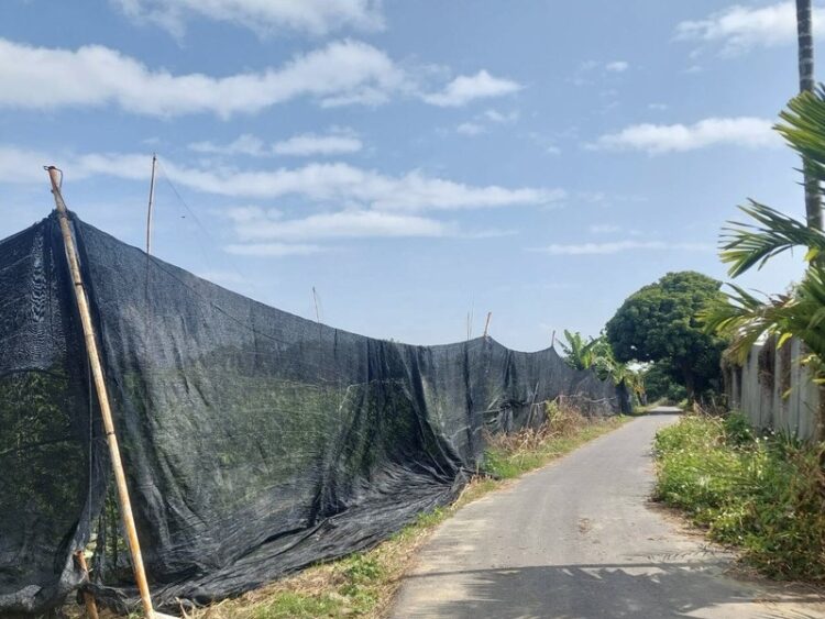 寒流又南下,高市農業局請農民加強防範低溫農損 寒流又南下,高市農業局請農民加強防範低溫農損